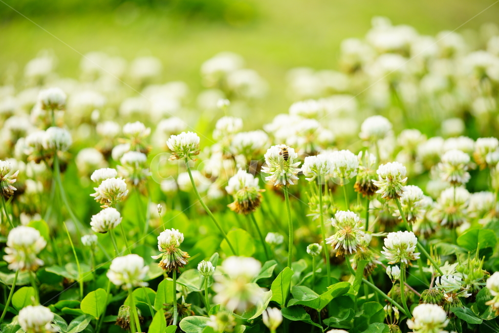봄,봄꽃,토끼풀,spring,clover,봄,계절,spring,season,식물,자연,plants,nature,꽃,flower,동물,animal,곤충,벌레,insect,bug,plant,petal,꽃잎,blossom