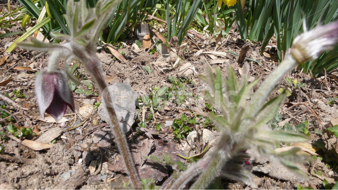 식물,약초,할미꽃,봄,자연,봄풍경,꽃,봄,계절,spring,season,식물,자연,plants,nature,plant,ground,바닥