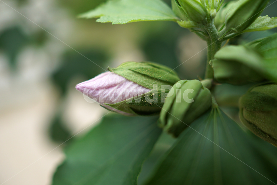 국화,무궁화,나라꽃,한국,korea,한국적인,꽃,꽃사진,플라워,flower,꽃봉오리,자연,nature,한국자연,식물,plants,식물,자연,plants,nature,꽃,flower