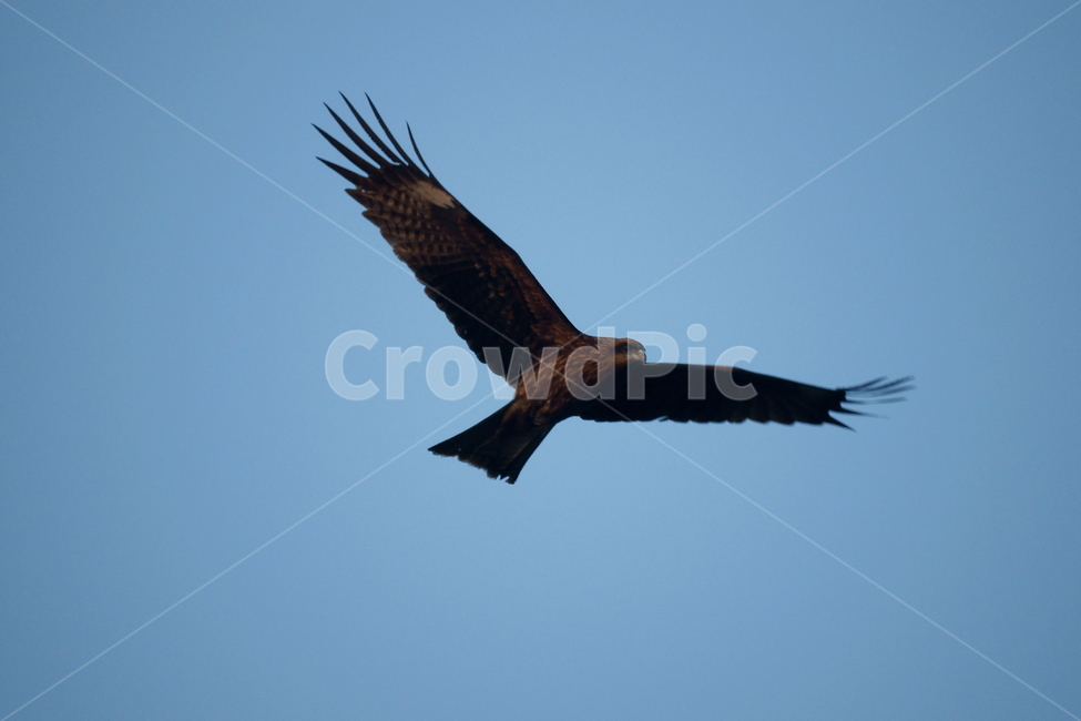 솔개,조류,새,하늘,날개,비행,동물,animal,조류,새,birds