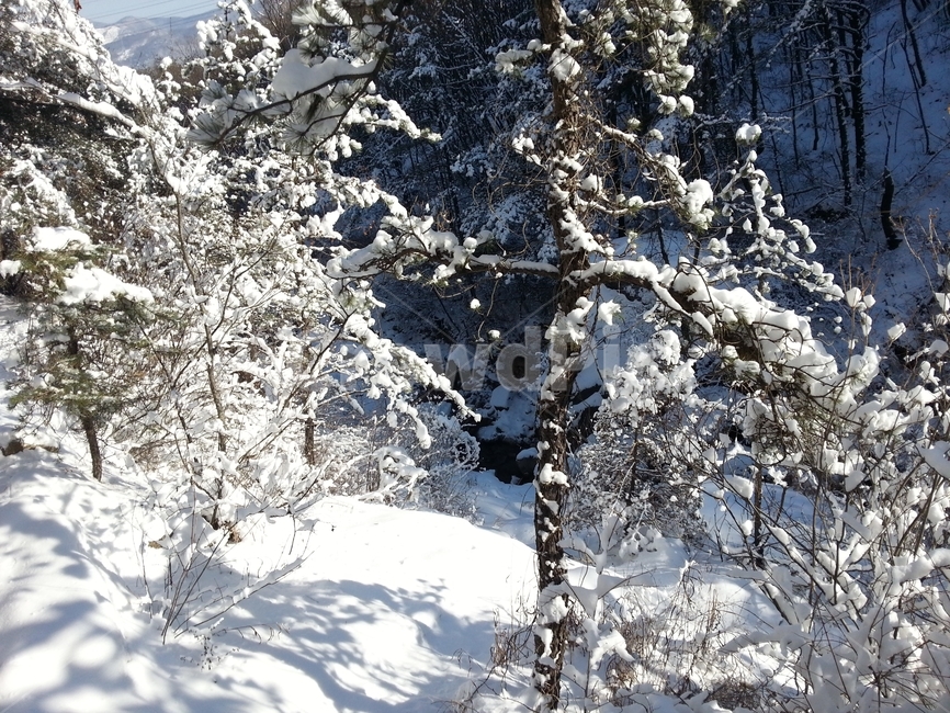 겨울,폭설,설경,눈꽃,눈,겨울,계절,winter,season,자연,풍경,nature,landscape