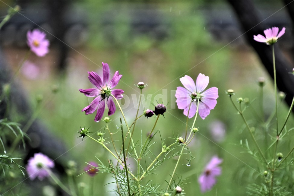코스모스,가을꽃,식물,자연,가을,가을,계절,fall,autumn,season,식물,자연,plants,nature,꽃,flower,plant,geranium,제라늄,blossom,petal,꽃잎