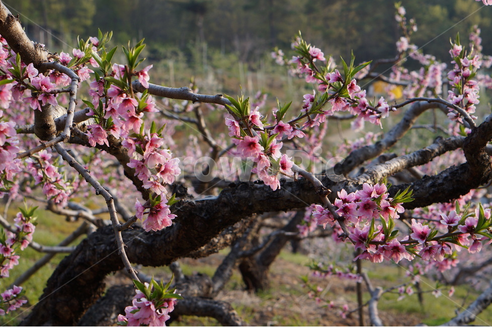 복숭아꽃,나무,핑크,봄,계절,풍경,봄,계절,spring,season,식물,자연,plants,nature,꽃,flower,plant,blossom