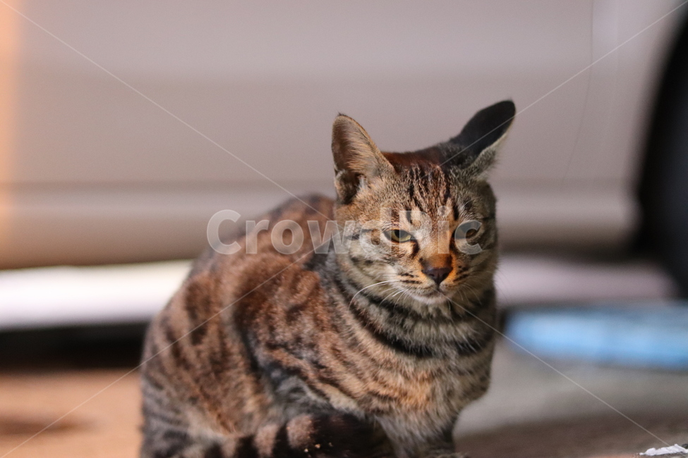 길고양이,고양이,귀여운고양이,길냥이,시골고양이,동물,animal,포유류,mammal,고양이,cat,kitten,kitty