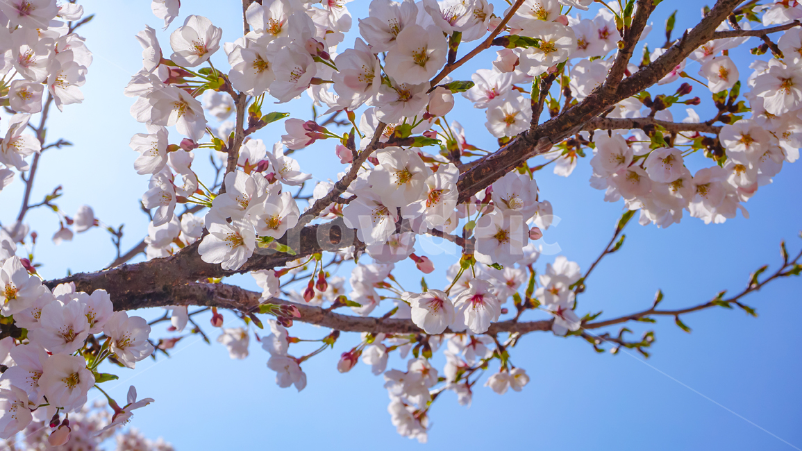 cheryblossom,blossom,plant,식물,벚꽃,꽃