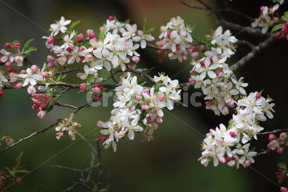 꽃사나꽃,할리아니꽃사과,꽃,봄,crabapple