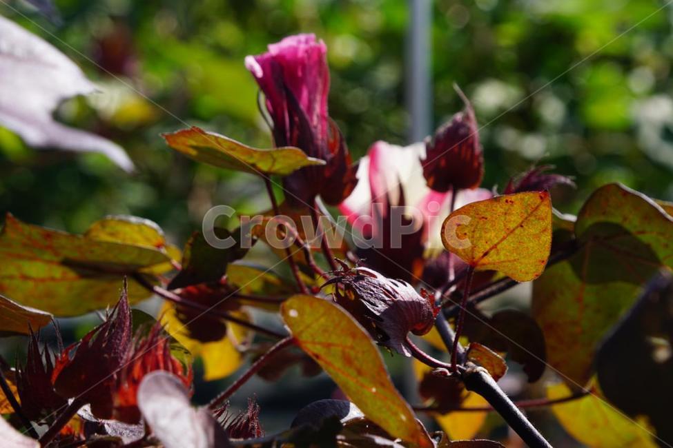 가을,목화꽃,꽃,식물,자연,계절,순수,감성,fall,nature,autumn,red,붉은색,화이트,white,가을,계절,fall,autumn,season,식물,자연,plants,nature,leaf,잎,plant