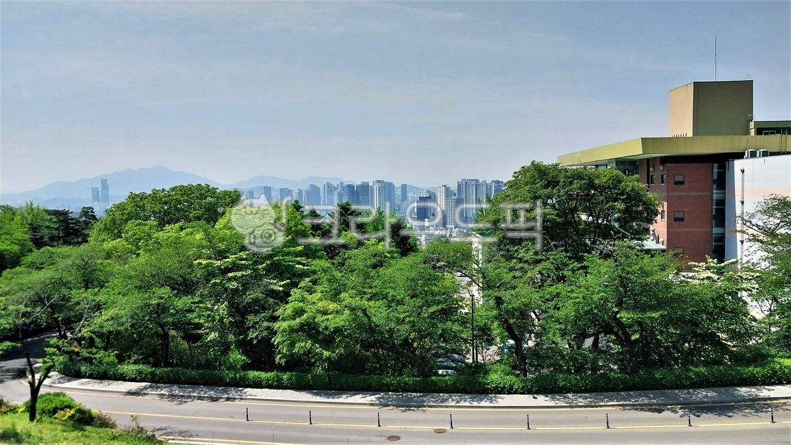 Namsanpark,outdoors,nature,tree,cityscape,building,park
