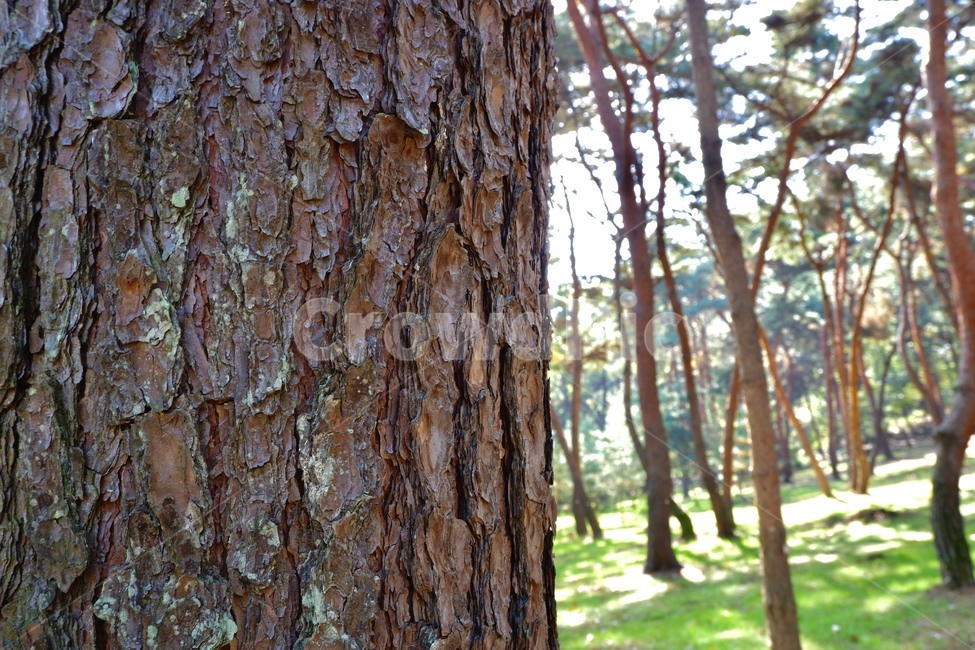 소나무,나무,나무줄기,소나무숲,숲,푸르른,푸른,울창한,treetrunk,tree,plant,forest,식물,자연,nature,식물,자연,plants,nature,나무,trees,wood