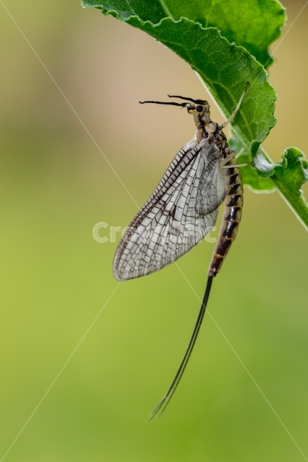 하루살이,꼬리하루살이,하루살이목,꼬리하루살이과,곤충,동물,animal,곤충,벌레,insect,bug