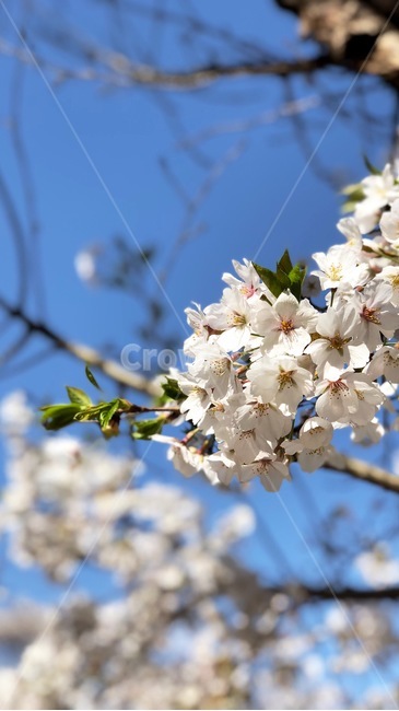 벚꽃,파란하늘,꽃,보케,봄