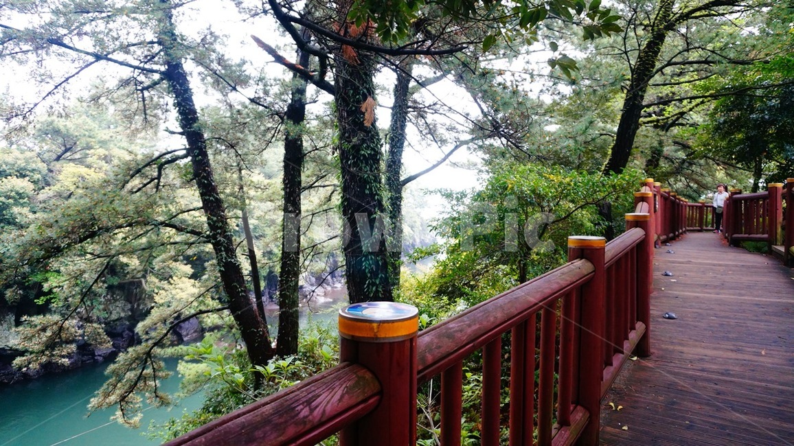 자연,풍경,나무,푸르름,산책