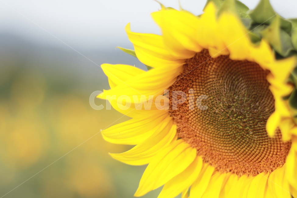 함안,강주,해바라기,해바라기축제,노란색,노란꽃,식물,자연,plants,nature,꽃,flower