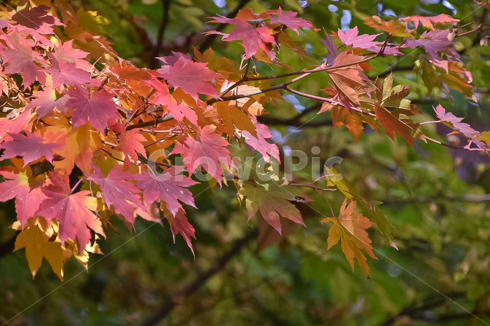 가을,단풍,후원,나무,leaf,잎,식물
