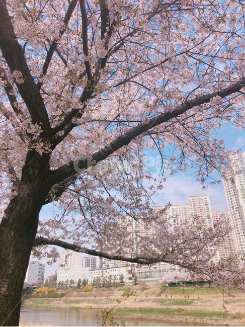 벚꽃,나무,꽃,봄,분홍,색감,평화로운,힐링,여유,자연,풍경,계절,spring,pink,cherryblossom,flower,tree,nature,rest,relaxation,healing,봄,계절,spring,season,plant,식물,cherry blossom,blossom
