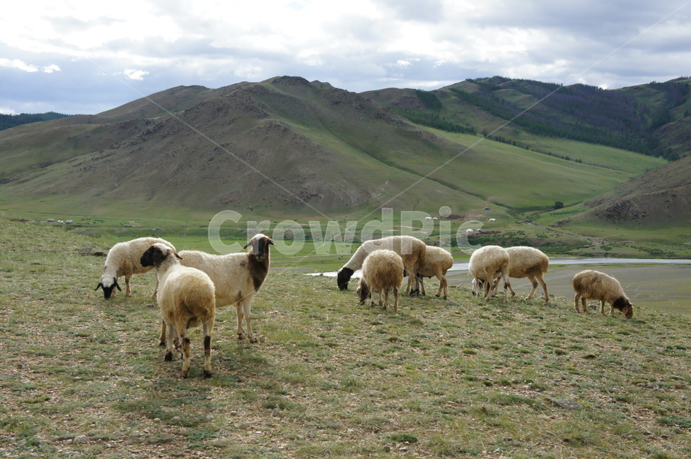 초원,양,grassland,sheep,sky,하늘