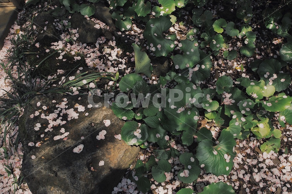 꽃잎,나뭇잎,꽃,감성,벚꽃,봄,계절,spring,season,꽃,flower,plant,식물,military,군,military uniform,군복