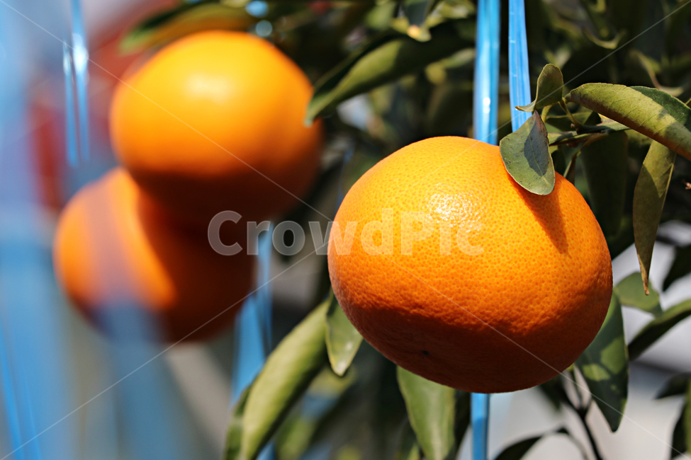 천혜향,감귤류과일,citrusfruit,food,음식,fruit,과일,plant,식물,produce,grapefruit,orange,주황색