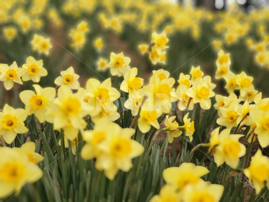봄,봄꽃,수선화,수선화축제,spring,자연,노란수선화,식물,자연,plants,nature,꽃,flower