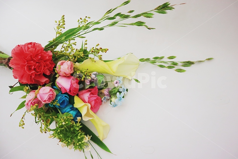 꽃,꽃다발,고백,장미,파랑장미,핑크장미,백합,카네이션,감사,선물,꽃,flower,기념일,축하,anniversary,congratulation,celebrate,celebration