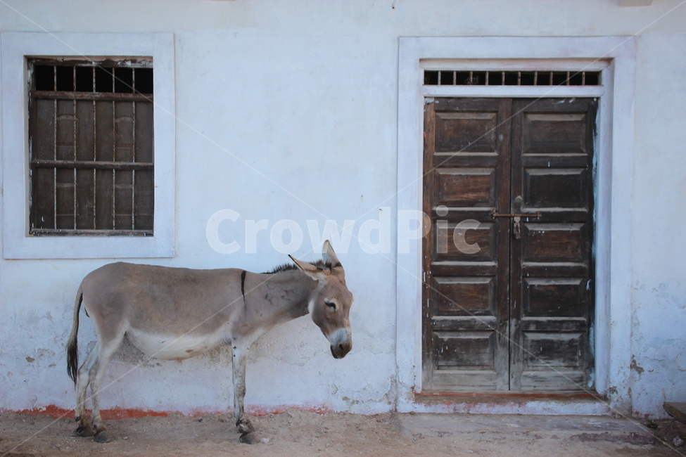당나귀,아프리카,문,door,donkey