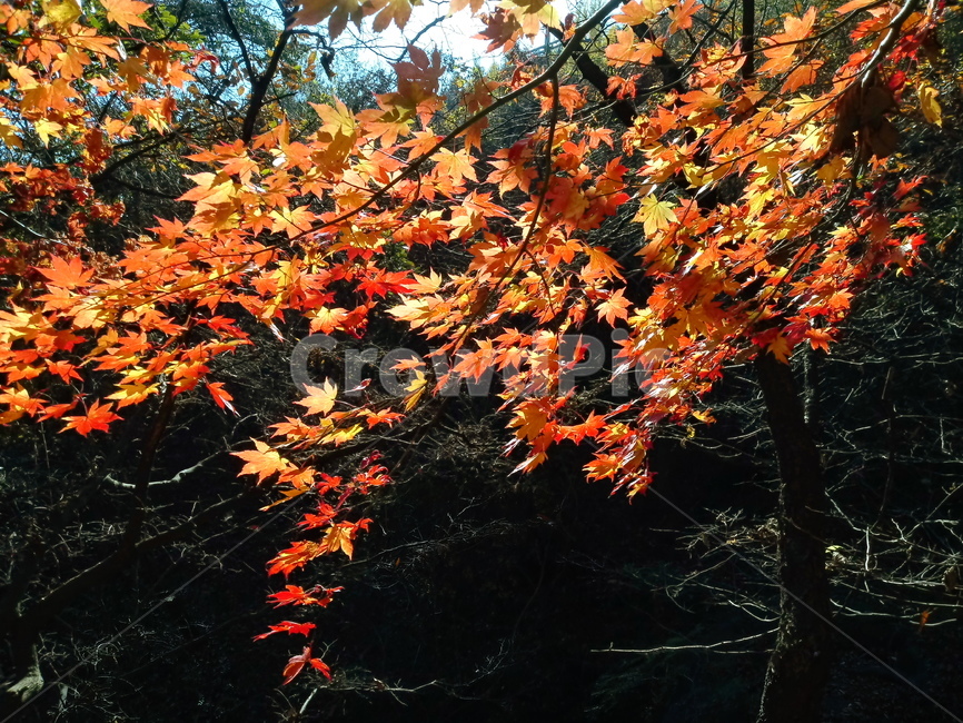 단풍,단풍잎,단풍나무,가을,leaf,잎,plant,식물,tree,나무,계절,fallautumnseason,outdoors,옥외,자연풍경,naturelandscape,가을,계절,fall,autumn,season,식물,자연,plants,nature,maple