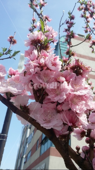 벚꽃,cherryblossom,꽃,봄,분홍색