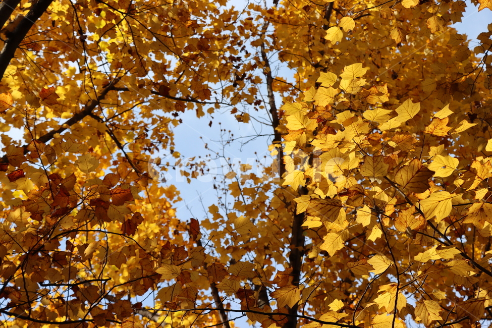 가을,단풍,나무,식물,autumn,fall,tree,plant,leaf,maple,가을,계절,fall,autumn,season