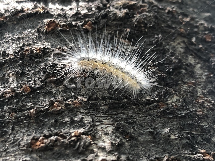 송충이,공원,자연,벌레,흰벌레
