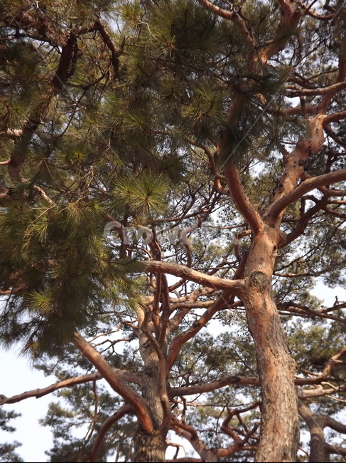 의림지,소나무,나무,유원지,숲,자연,식물,자연,plants,nature,나무,trees,wood