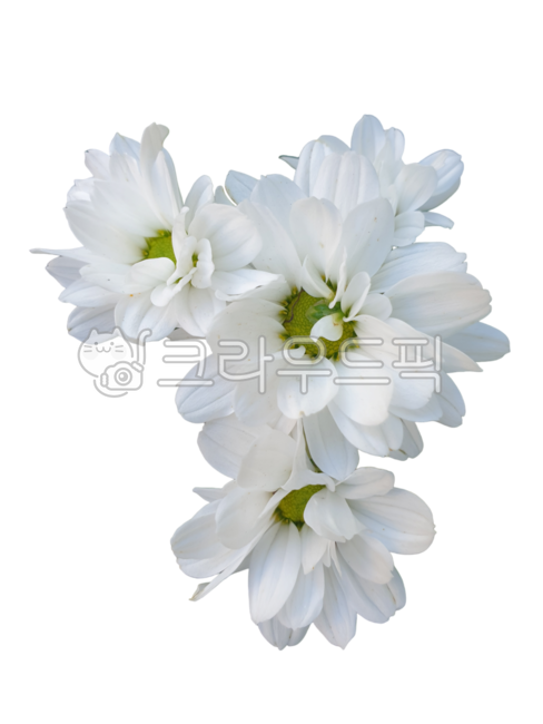 꽃누끼,꽃송이,생화누끼,꽃잎누끼,하얀국화누끼,생화png,포토샵소스,꽃디자인소스,그래픽소스,꽃스티커,꽃아이콘,생화스티커