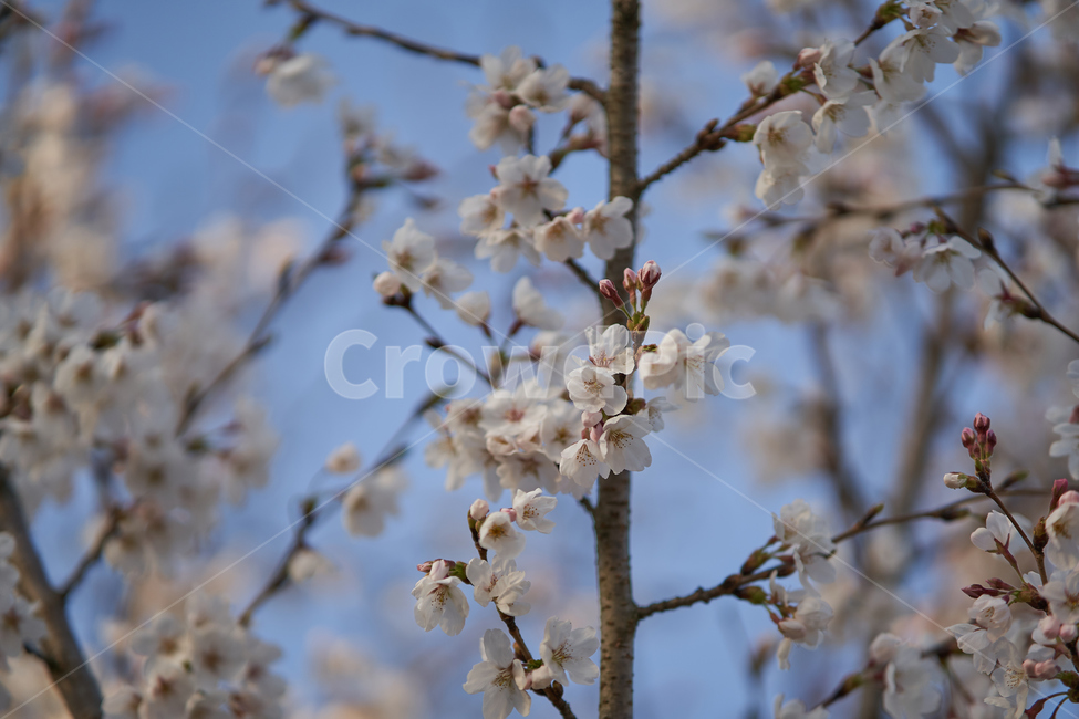 spring,flowers,botanical,봄,꽃