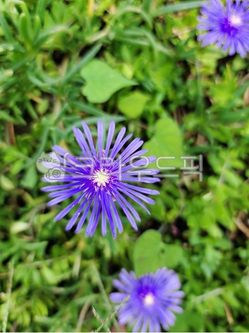 송엽국,사철채송화,석류풀과,lampranthusspp,식물,꽃,가을꽃,plant,flower,blossom