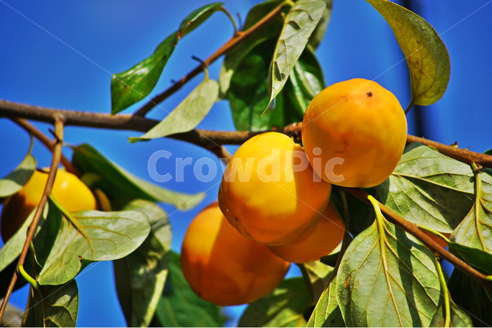 감,가을,계절,식용,단감,감나무,과일,열매,fruit