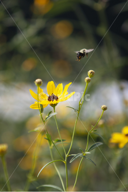 노란꽃,꽃과벌,꽃,꽃과벌,캐모마일,camomile,flower,봄,노랑,노란,노란색,노랑색,옐로우,yellow,yellowflower,bee,꿀벌,벌,꿀,spring,계절,화단,화원,풀,식물,꽃봉우리,꽃봉오리,자연,초록색,녹색,초록