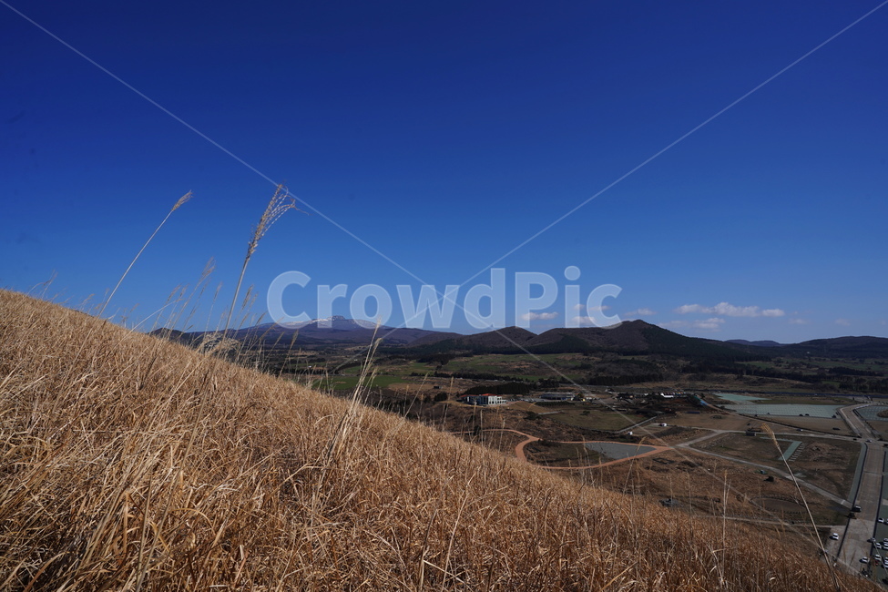 plant,식물,grass,잔디,옥외,outdoors,한라산,제주도