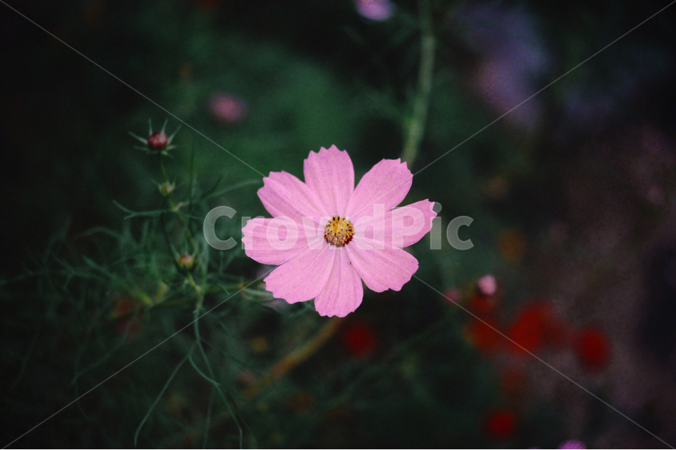 꽃,코스모스,자연,flower,cosmos,nature,가을,계절,fall,autumn,season,식물,자연,plants,nature,꽃,flower,감성,sensible,feeling,plant,daisies,데이지,blossom,daisy