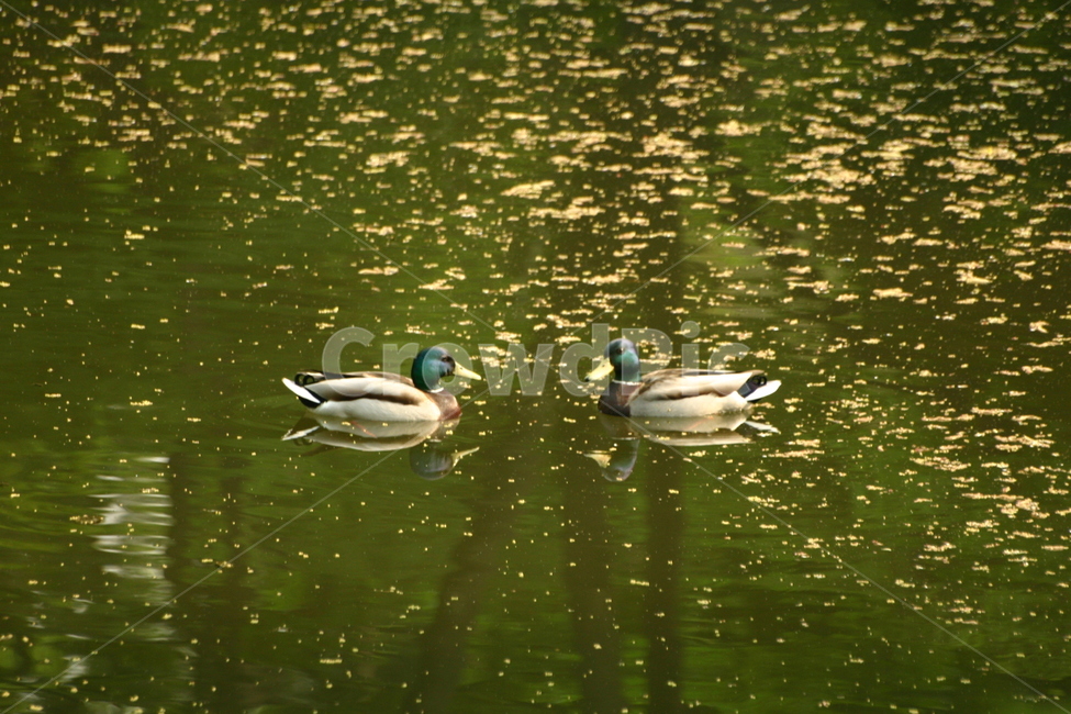 청둥오리,오리,mallard,mallardduck,animal,background,beak,beautiful,bird,birds,brown,color,colorful,cute,duck,ducks,feather,green,lake,male,malemallard,mallardducks,mallards,natural,nature,outdoor,park,pond,reflection,river,water,waterfowl,white,wild,wildlife