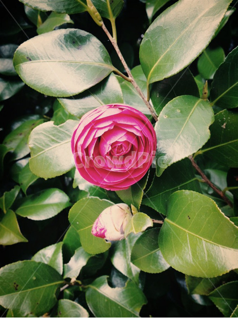 꽃,동백꽃,카멜리아,flower,camellia,카멜리아힐,분홍