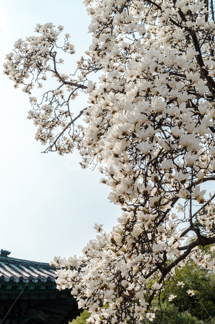 봄,목련,절,plant,식물,flower,blossom,꽃,사찰,봄,계절,spring,season