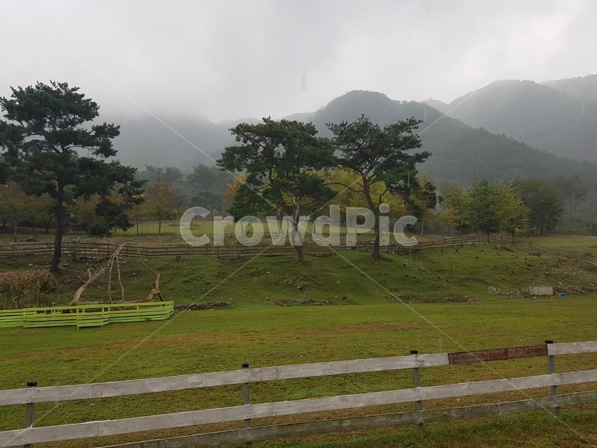 자연,운무,소나무,초원,자연환경,nature,outdoors,옥외,field,목초지,grassland,들,자연,풍경,nature,landscape