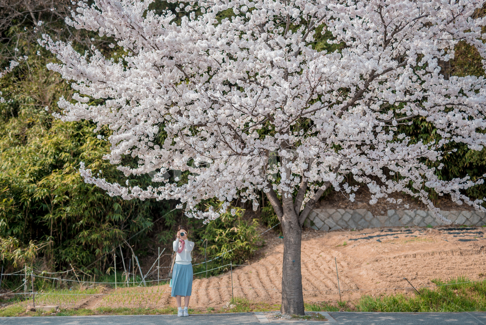 봄,벚꽃,벚꽃나무,봄꽃,봄기운,blossom