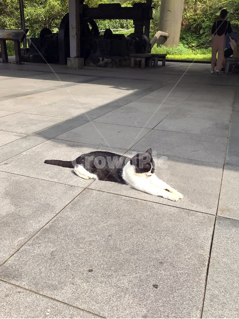 고양이,동물,자연,야외,옥외,공원,대만,animal,beautiful,black,cat,city,day,daylight,ground,light,nature,outdoor,park,path,road,shadow,stone,street,sun,sunny,weather,white