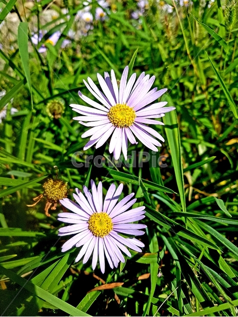 식물,flower,꽃,daisies,데이지,daisy,식물,자연,plants,nature