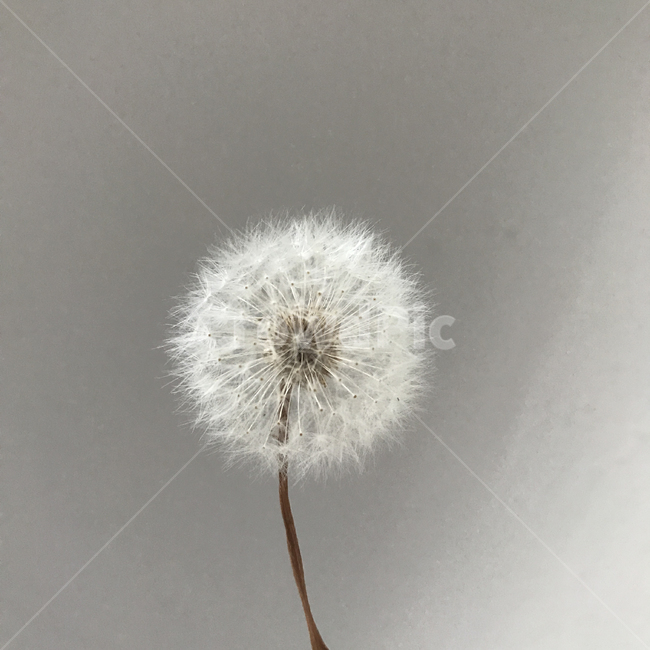 dandelion,plant,blossom,flower,민들레,식물,자연,plants,nature