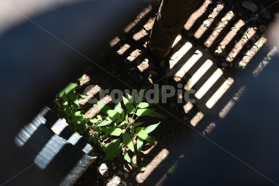 하수구,배수구,햇빛,그림자,여름,sunlight,hizashi,shadow,kage,summer,natsu,감성,식물,plants,shokubutsu,초록,green,midori