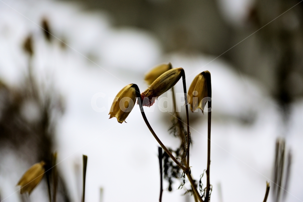 겨울,의지,외로움,생명,눈,식물,자연,plants,nature,꽃,flower