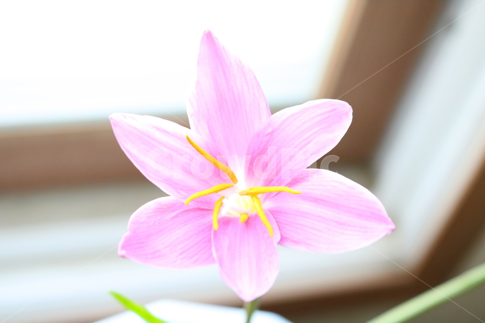 꽃,난,제피란테스,식물,나도사프란,수선화과,나도사푸란,자연,관상용,식물,자연,plants,nature,꽃,flower