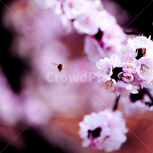 벚꽃,봄,꽃,벌,벚꽃사진,봄풍경,감성,봄,계절,spring,season,식물,자연,plants,nature,꽃,flower,동물,animal,곤충,벌레,insect,bug,감성,sensible,feeling,plant