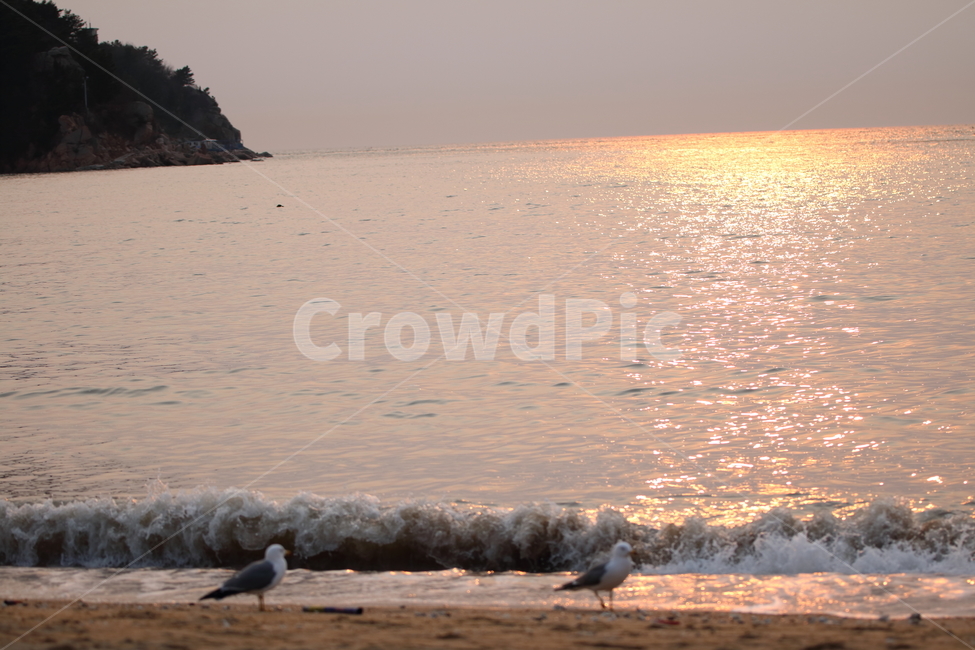 노을,을왕리,해변,갈매기,파도,해변,바다,beach,sea